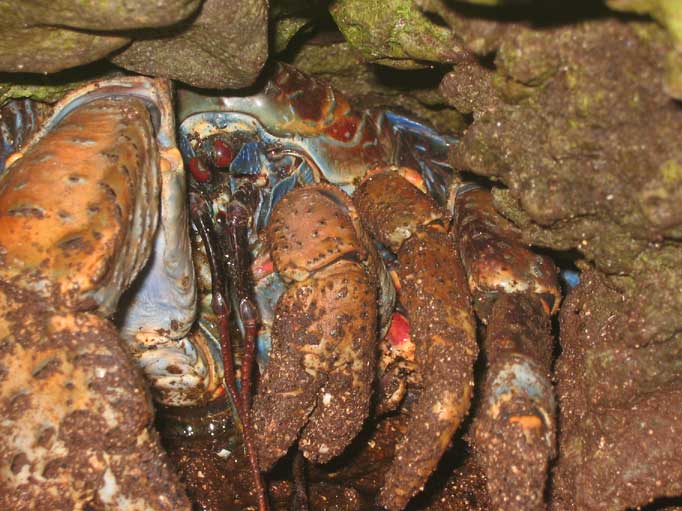 The Apsara Sailing Journey Photos Suwarrow