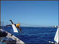 Diving Into The Deep Blue